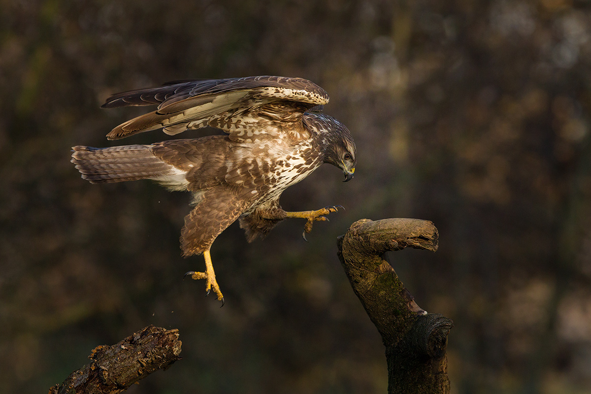 Jumping buzzard ...