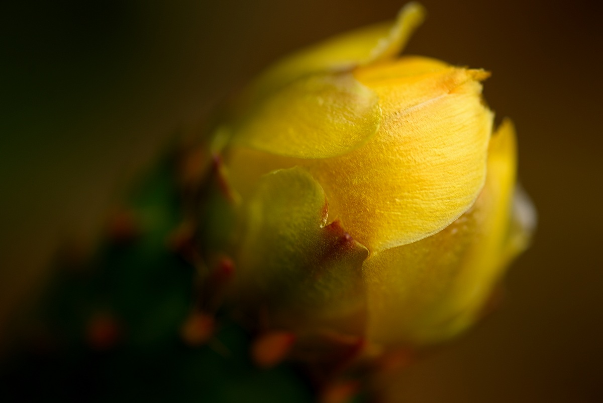 Flower of cactus pear