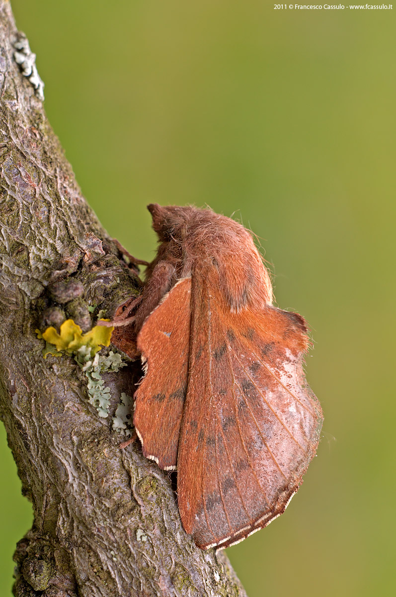 Phyllodesma tremulifolia (H? Bner, [1810])