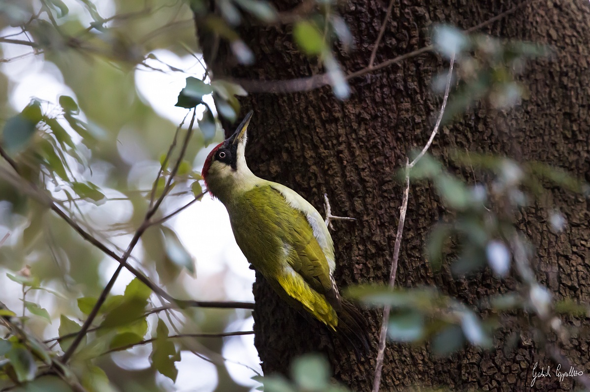 picchio verde....6400iso!!!