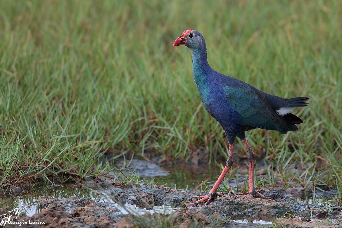 Pollo sultano(Porphyrio porphyrio poliocephalus)