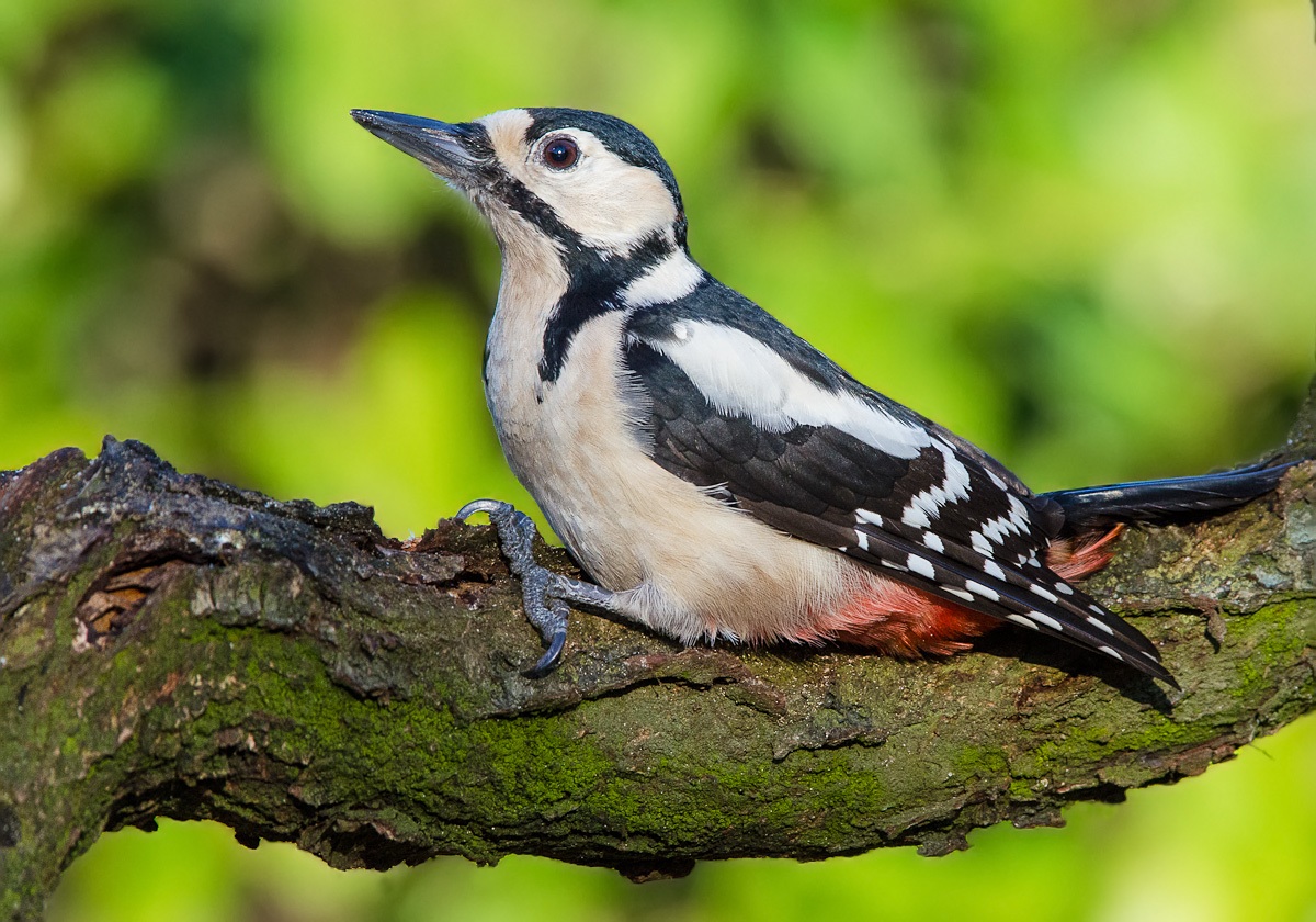 picchio rosso maggiore femmina
