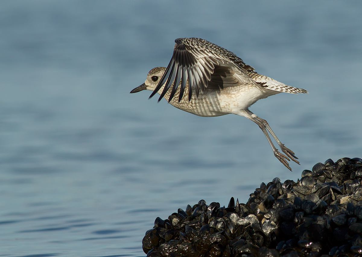 pivieressa in stacco