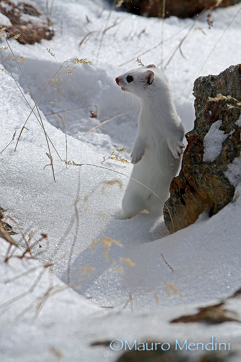 I riposo dell'ermellino
