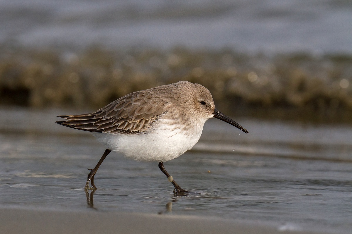Piovanello Pancianera - Dunlin
