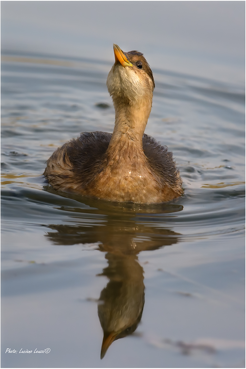 Little Grebe