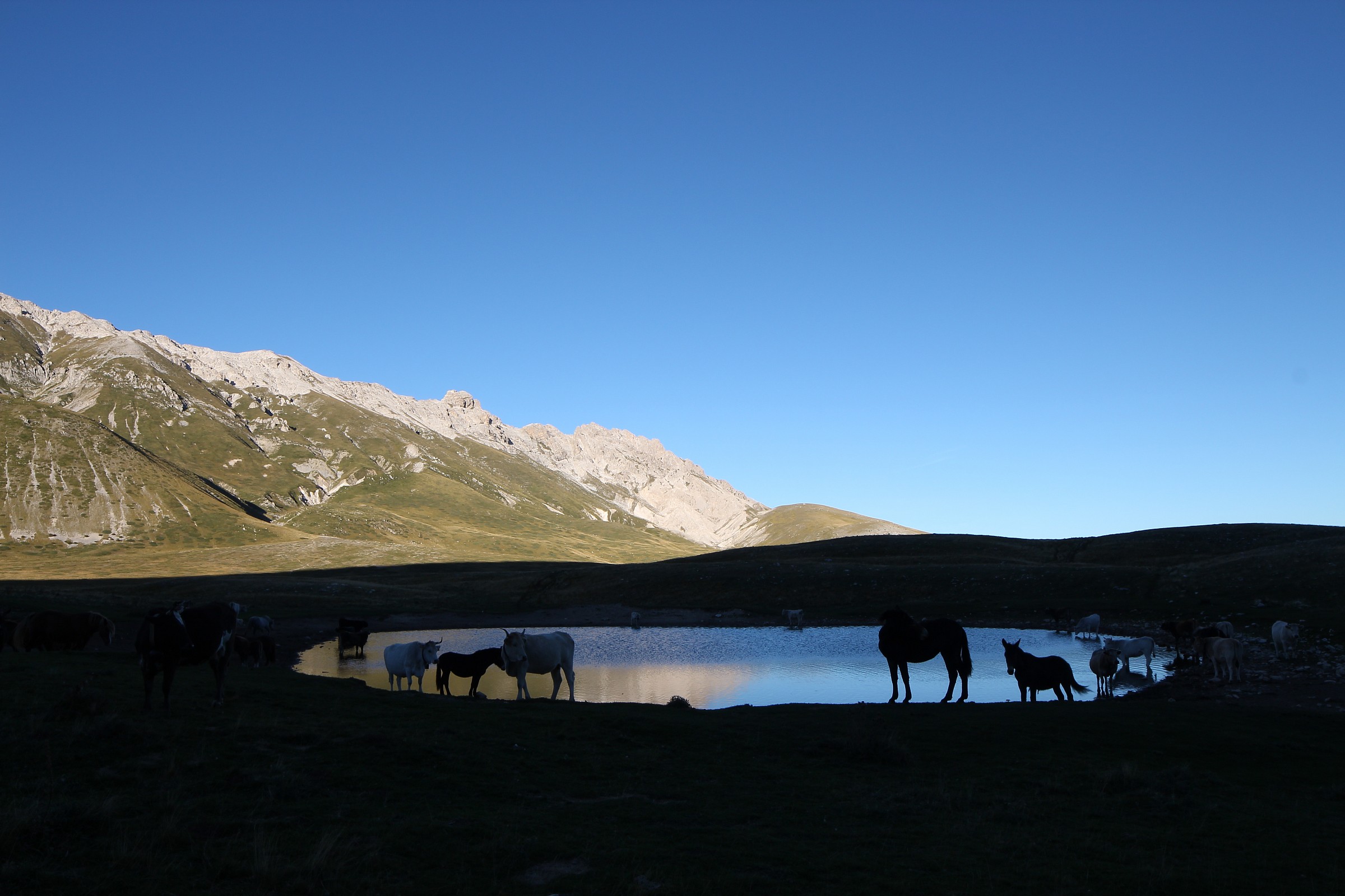the Birds2 hitchcock