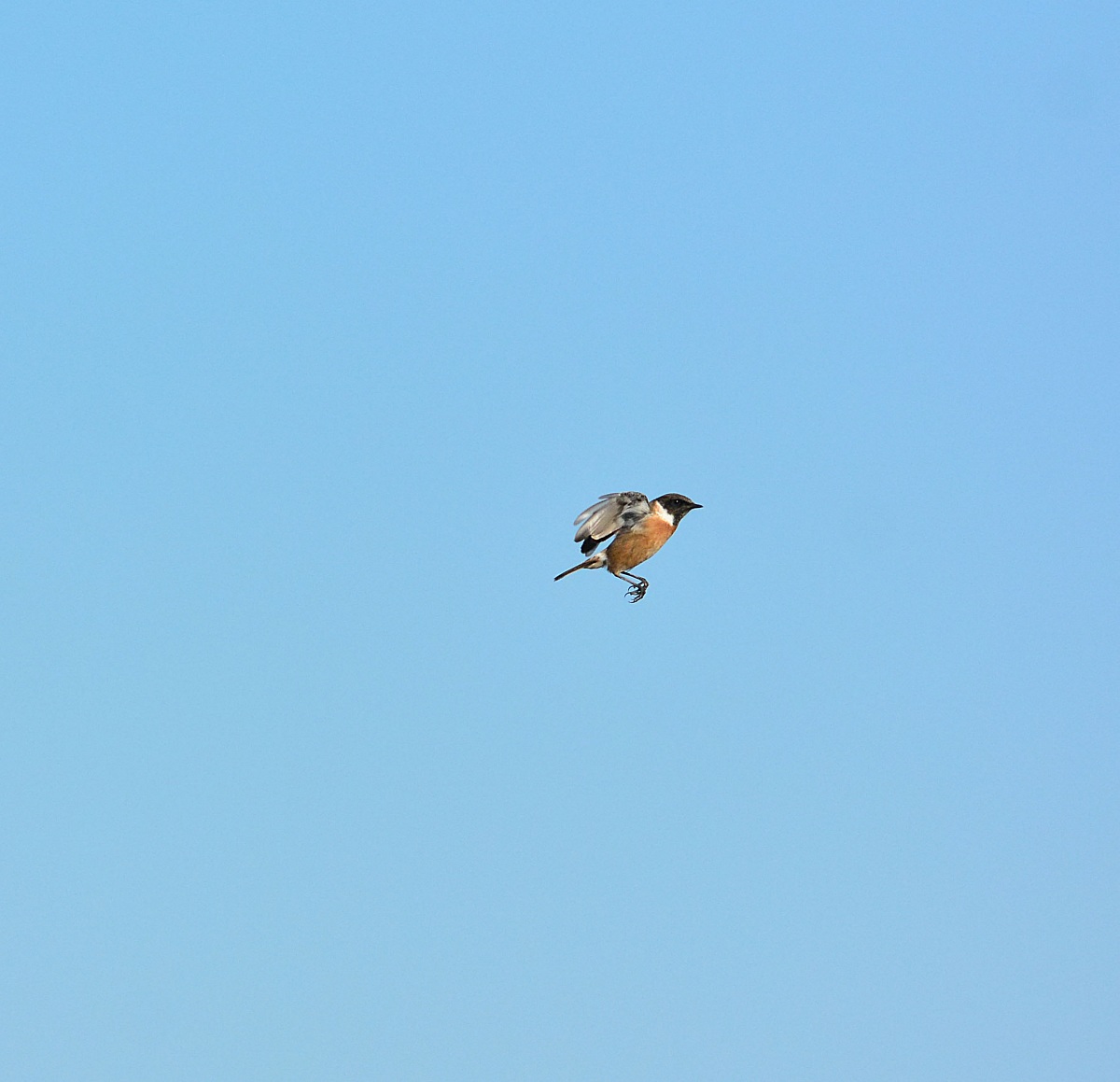 saltimpalo senza palo