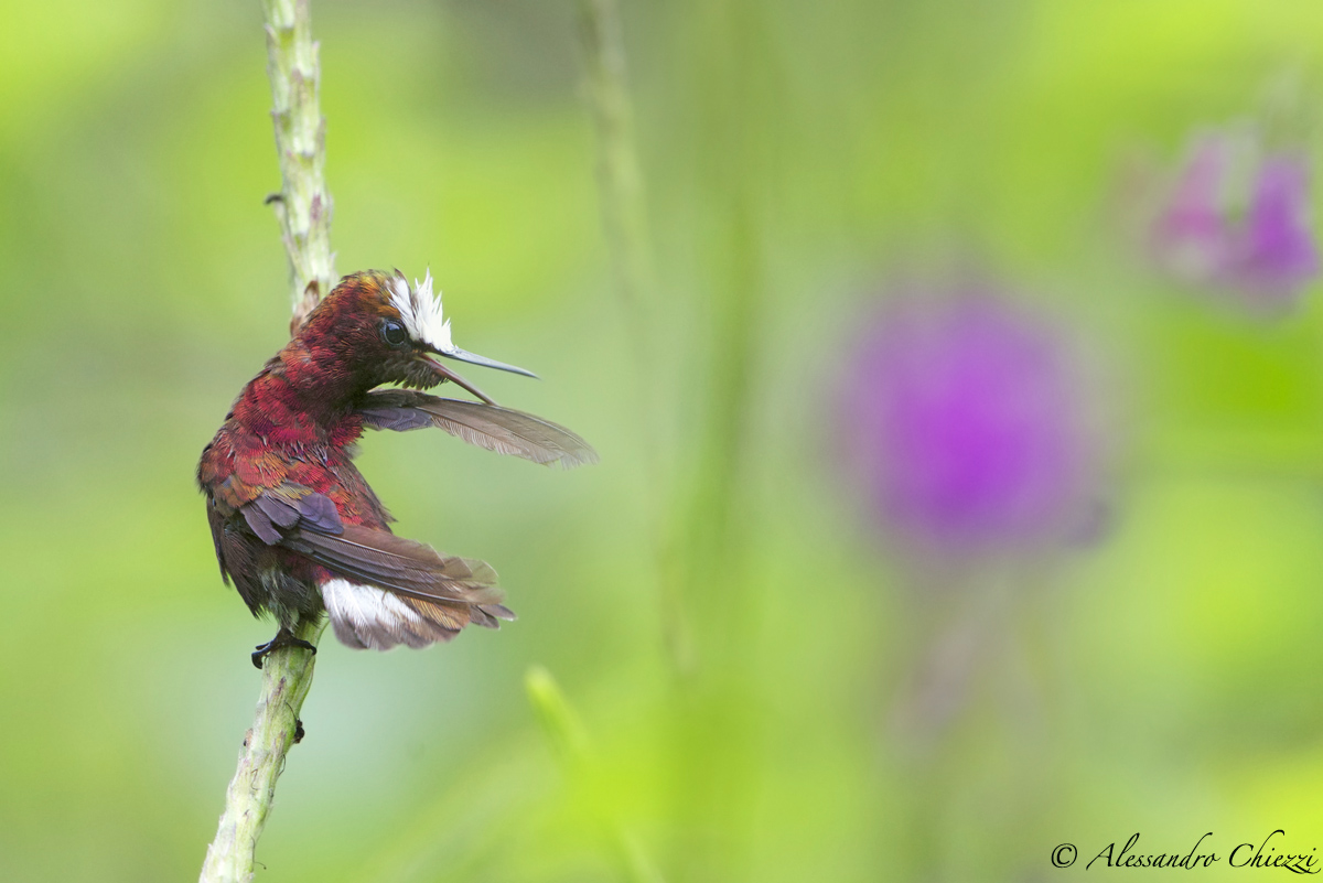 Colibri crown of snow