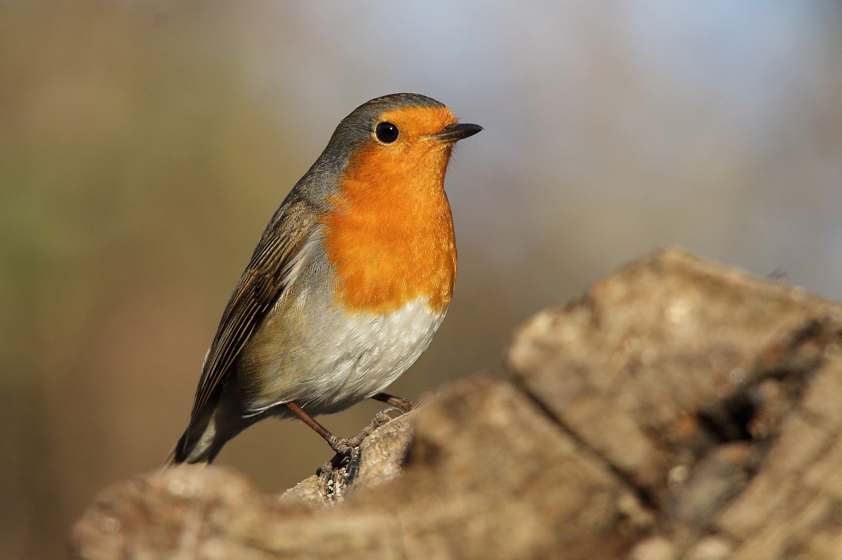 The Robin