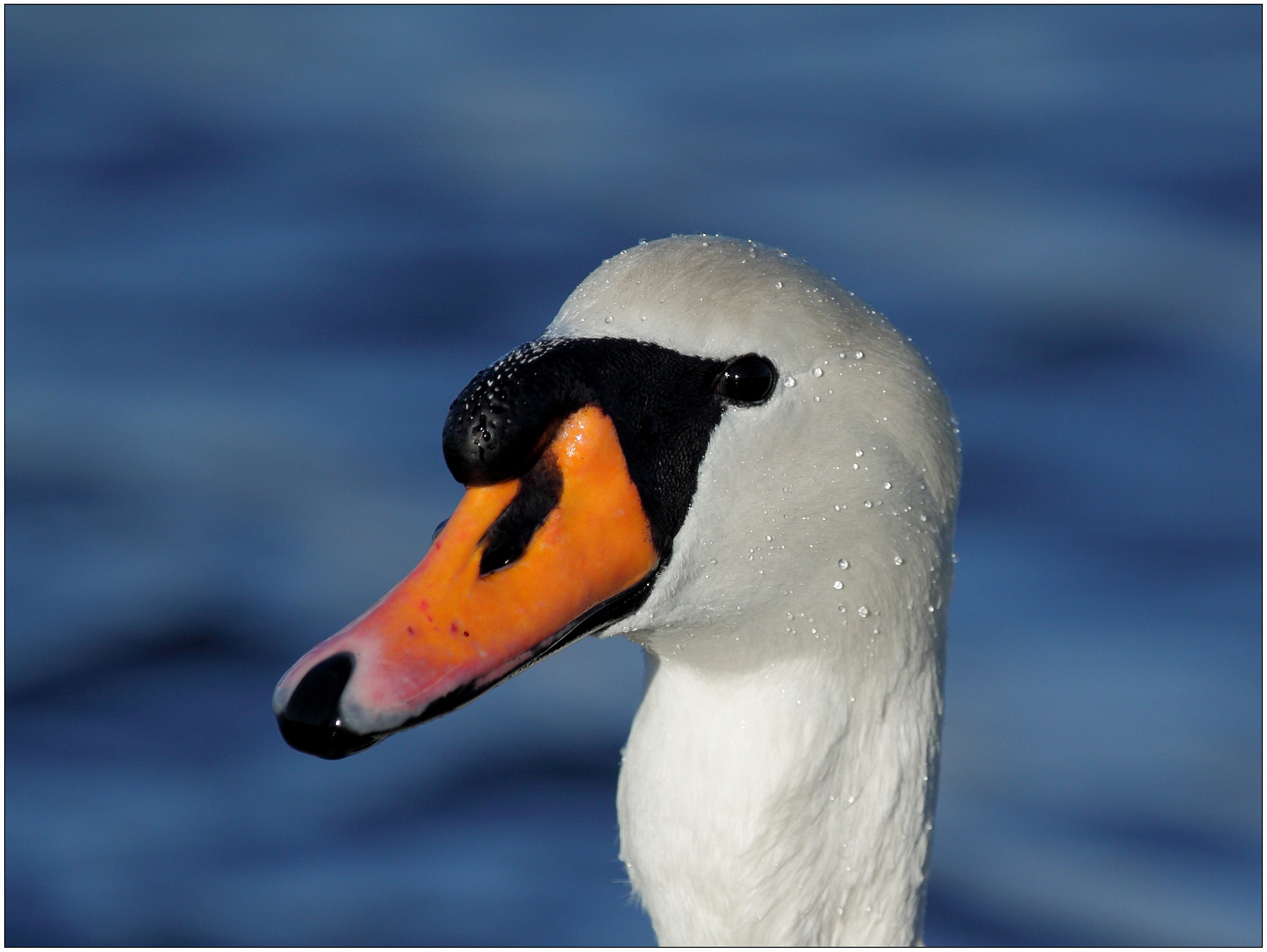 more .... lu-the-swan