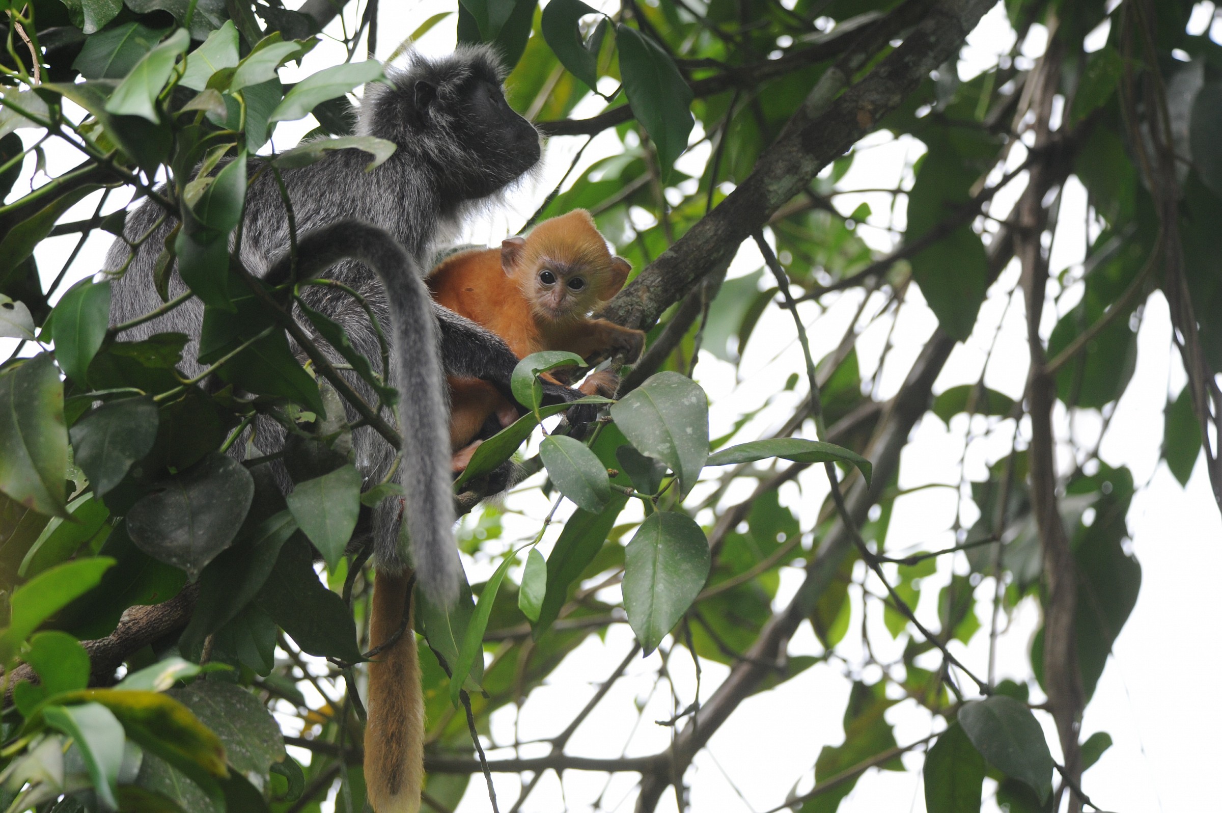 Pel di carota, Borneo malese
