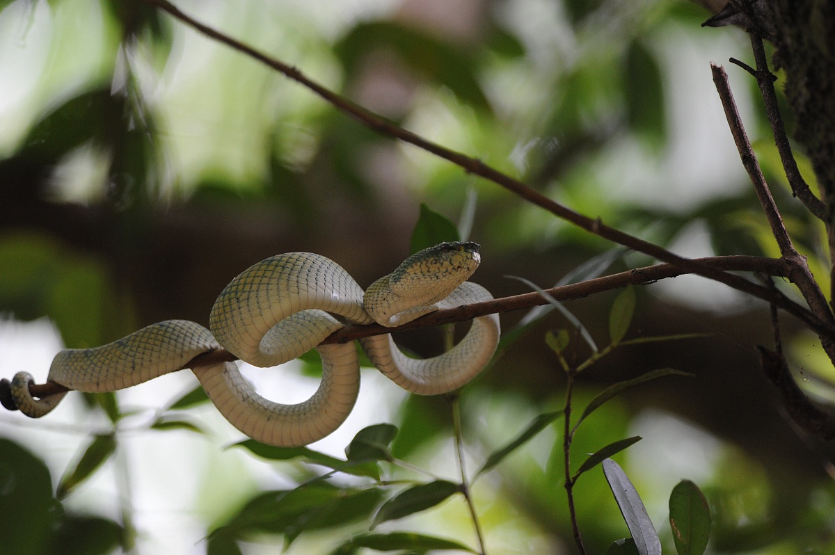 Green viper, Borneo malese