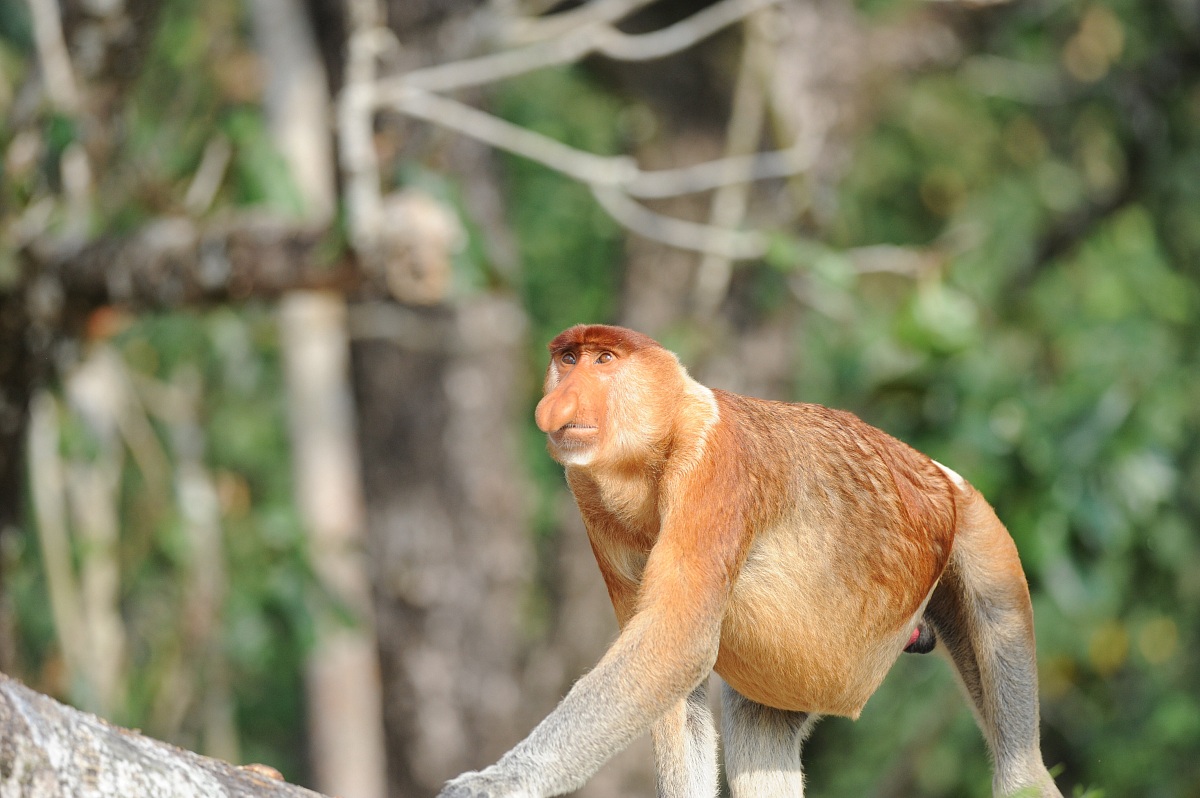 Proboscis monkey, Borneo malese