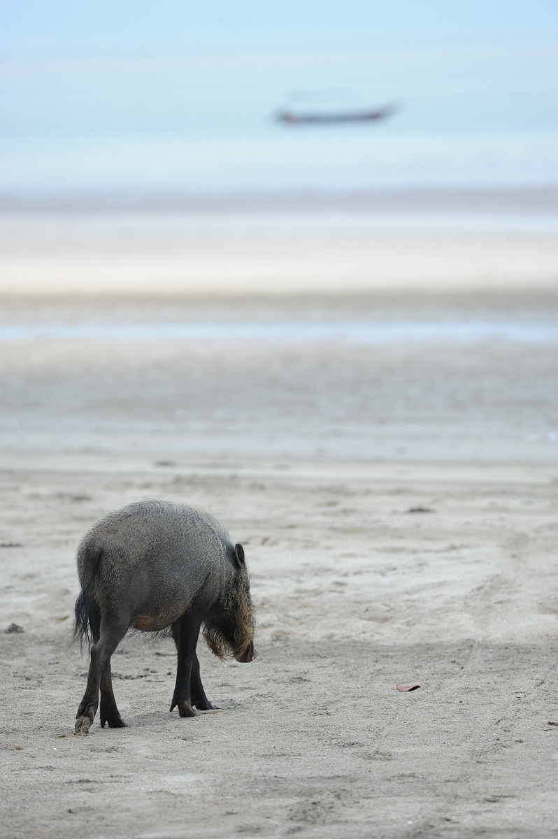 Beard pig, Borneo malese