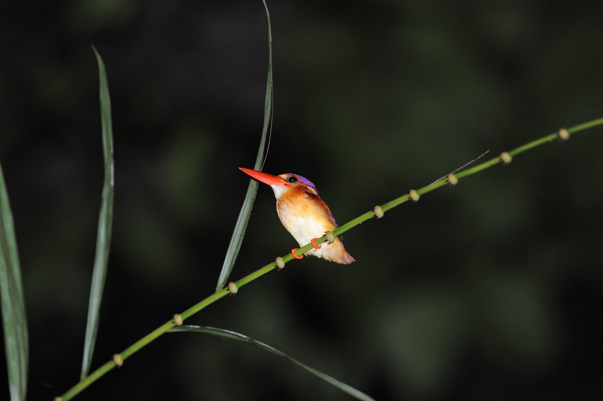 King fisher, Borneo malese