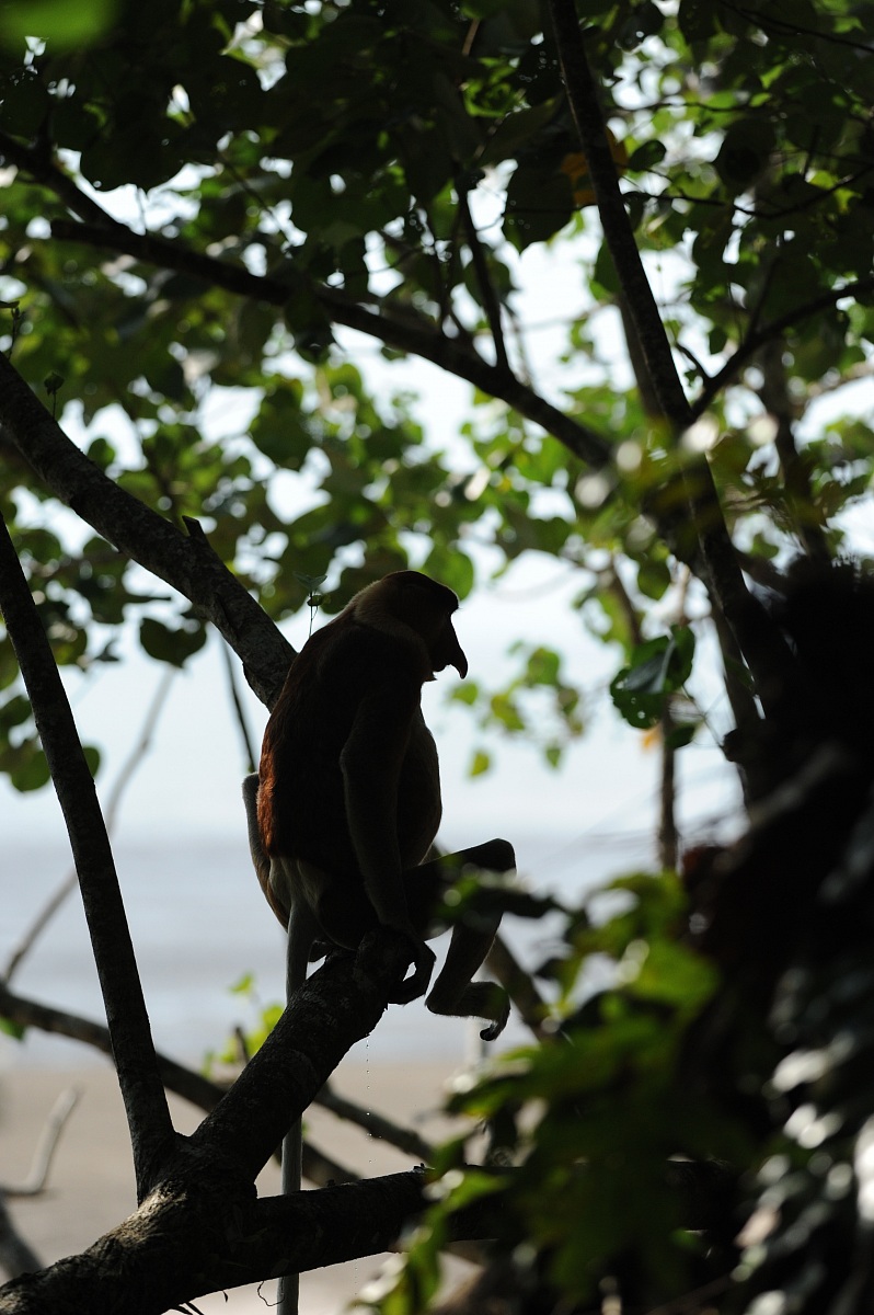 Proboscis monkey, Borneo malese