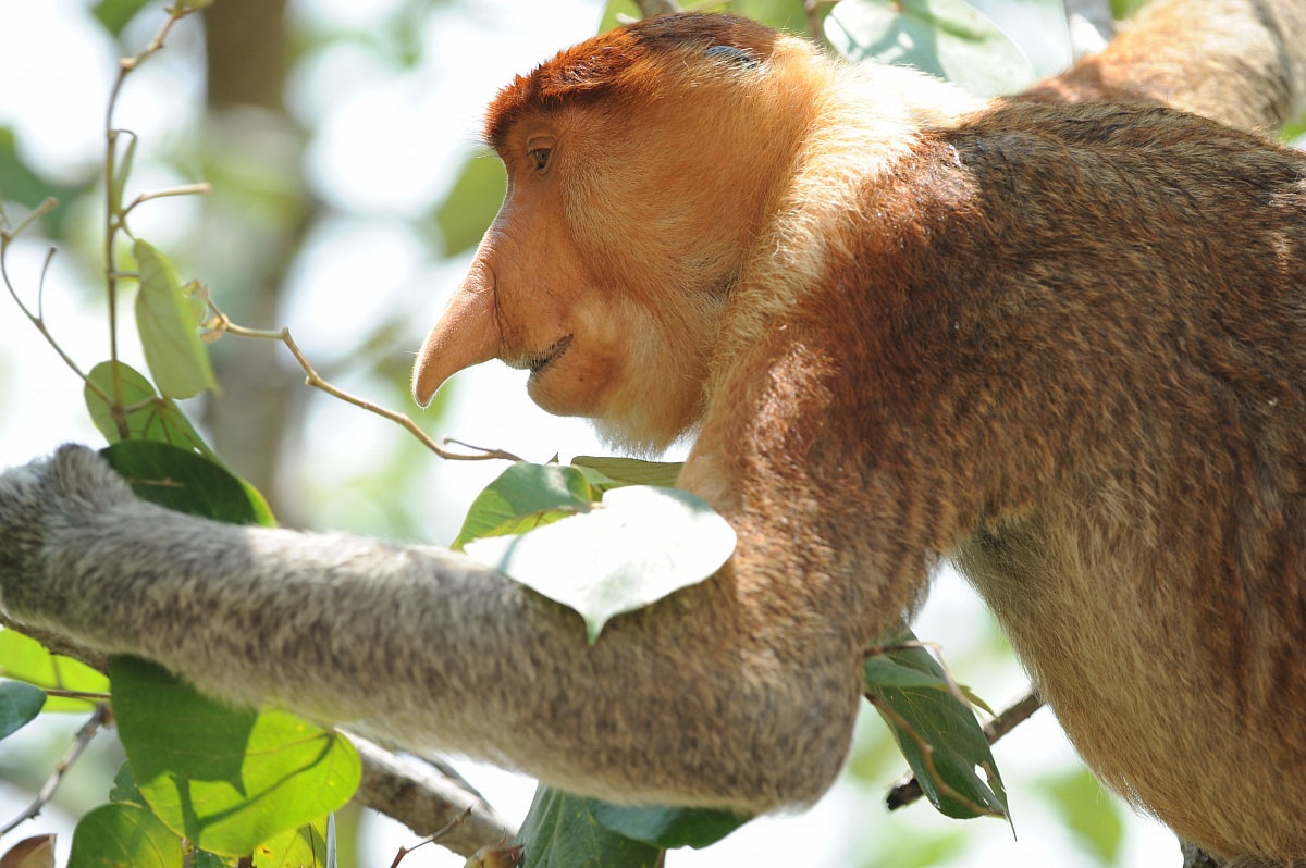 Proboscis monkey 3