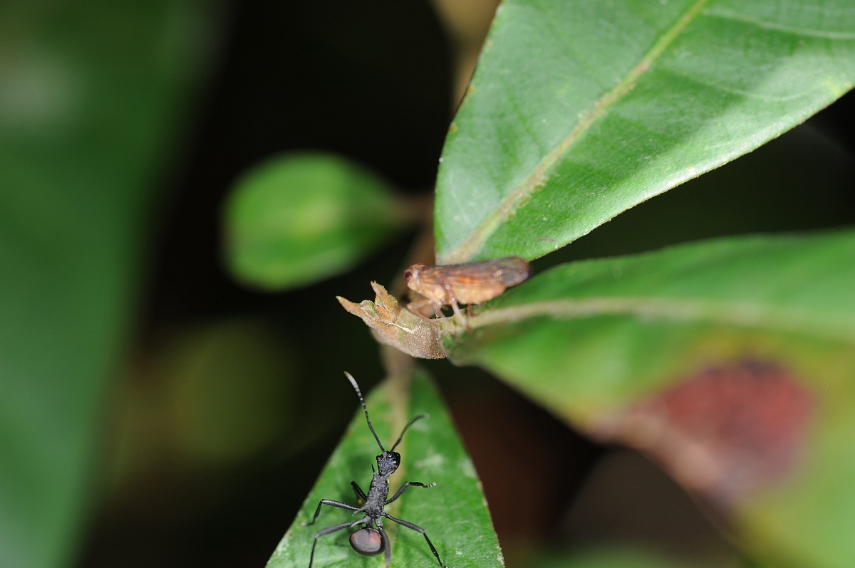 Formica affamata, Borneo malese