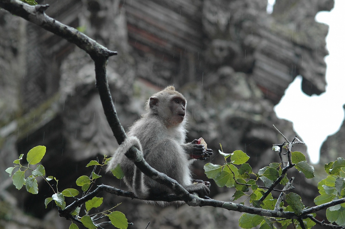 Macaco del tempio, Bali