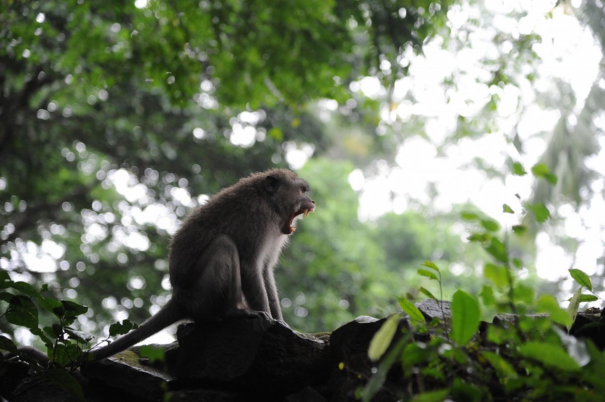 Macaco arrabbiato