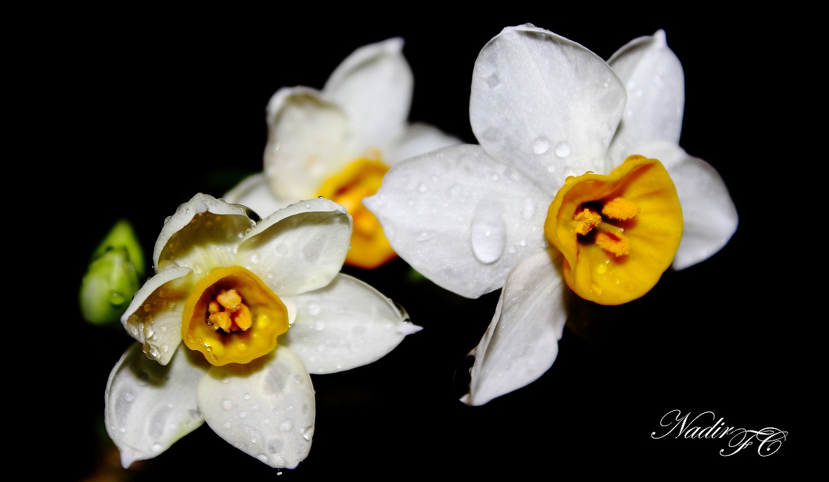 Flowers in the night ...