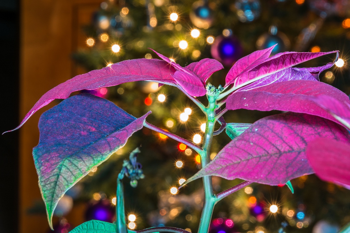Colori e luci del Natale..