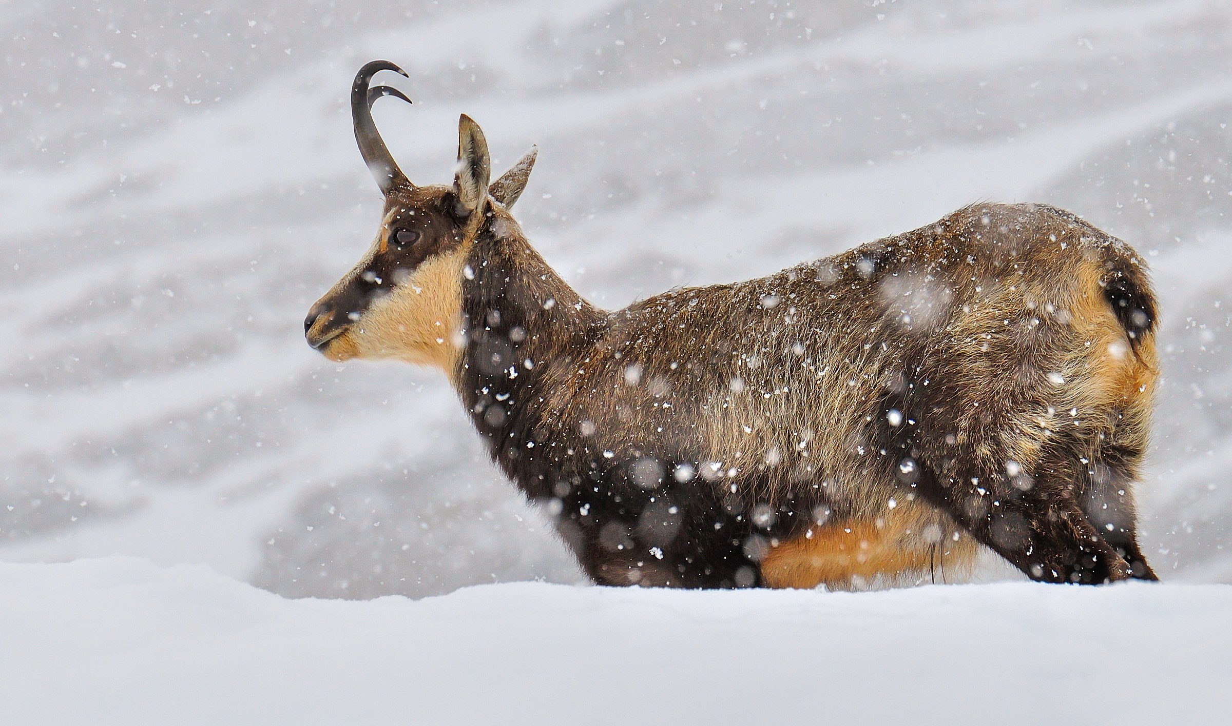 Solitario nella bufera