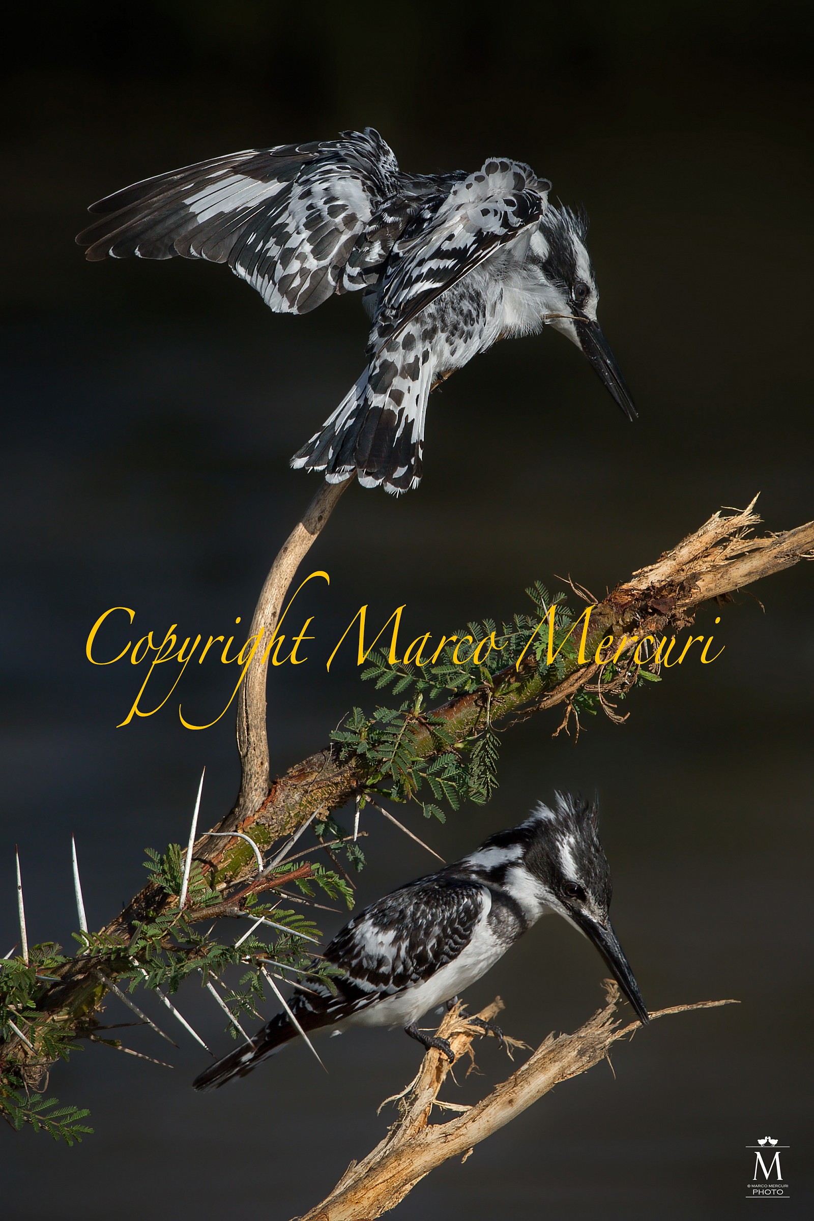 Prime Scaramucce sull'Acacia.