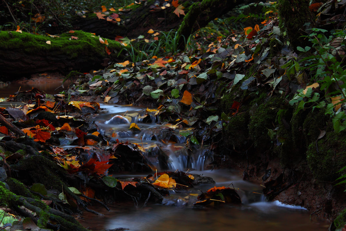 Ruscello in autunno