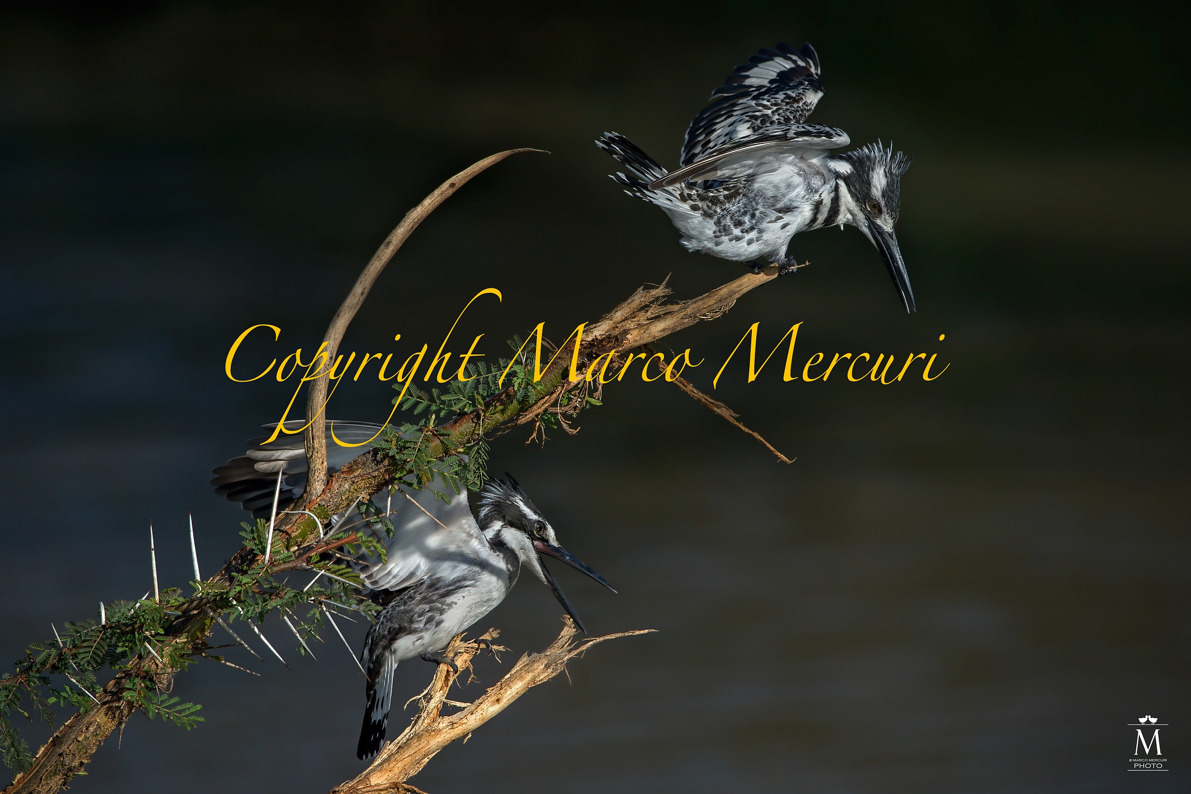 Martina Arrabbiata!!!