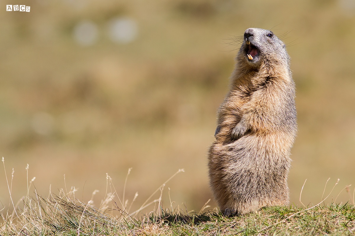 l'urlo della sentinella