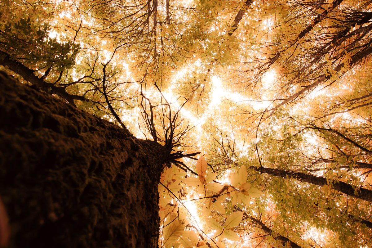 Point of view of a squirrel