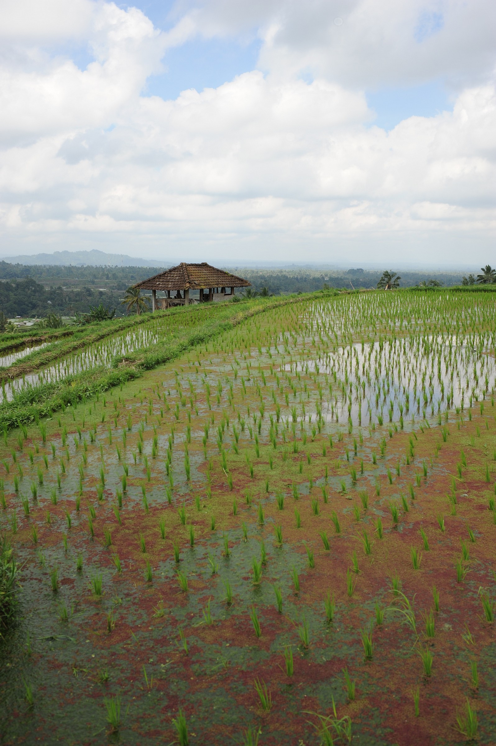 Bali risaie 3