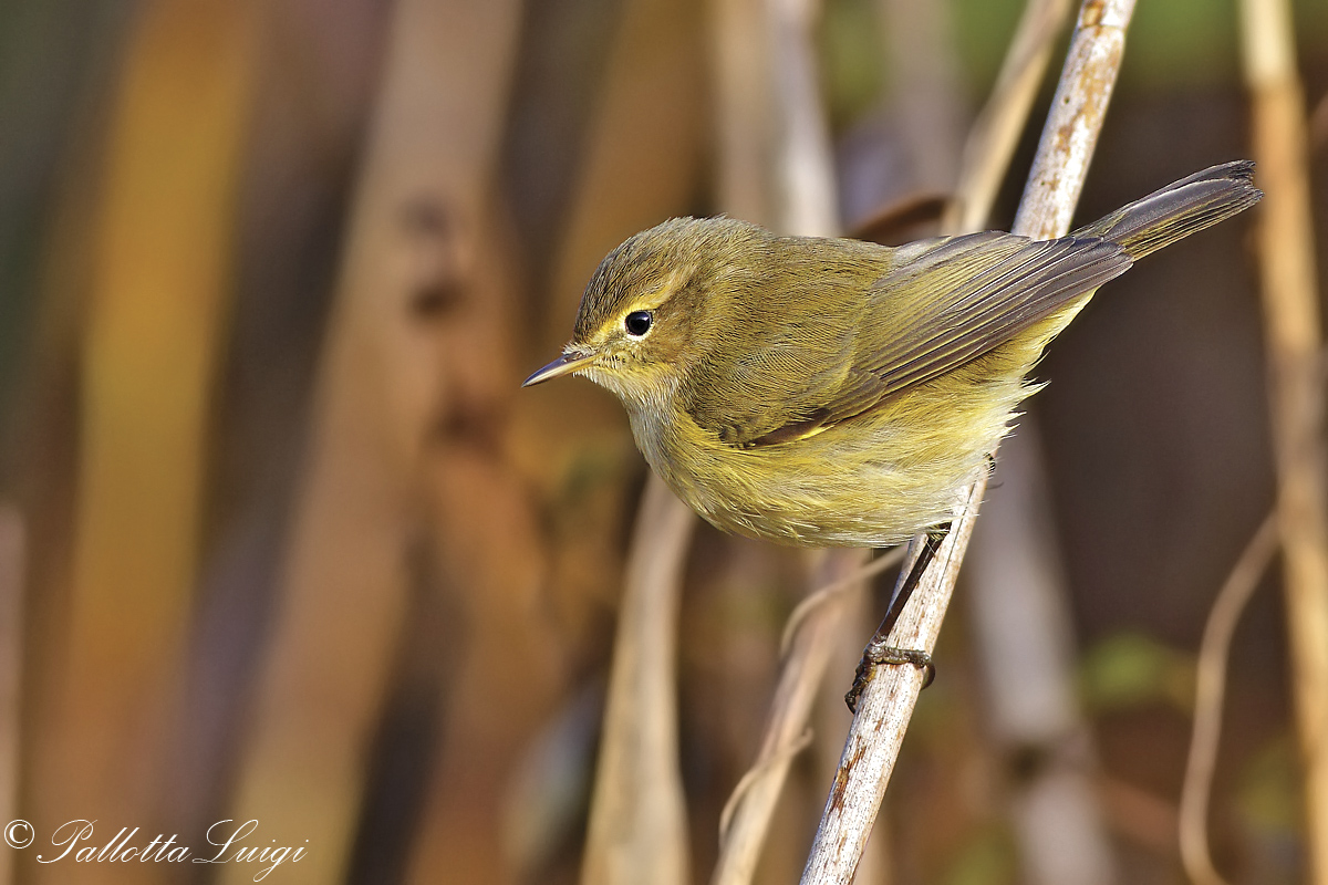 He small (Phylloscopus collybita)