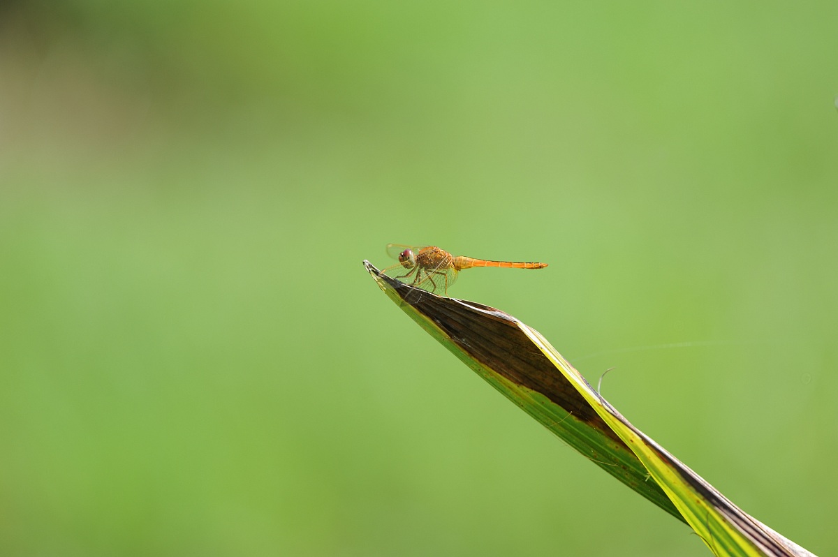 Libellula 2