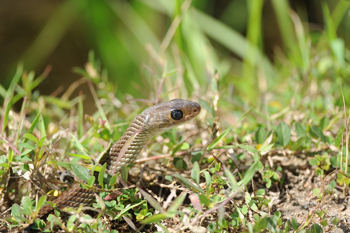 Serpente delle risaie di Bali