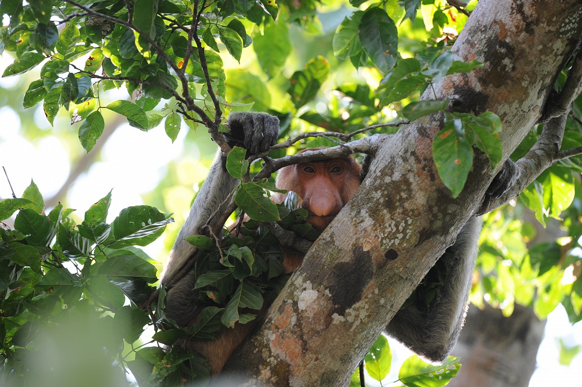 Proboscis monkey, Borneo malese