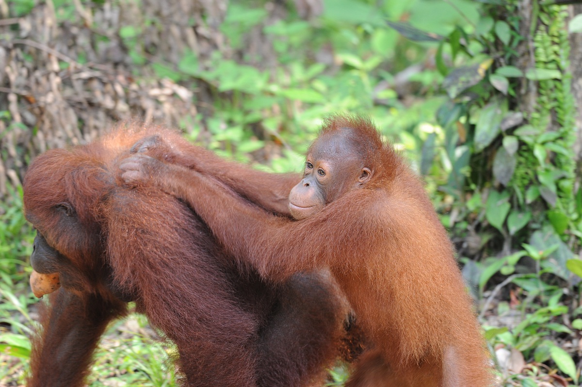 Oranghi, Borneo melese