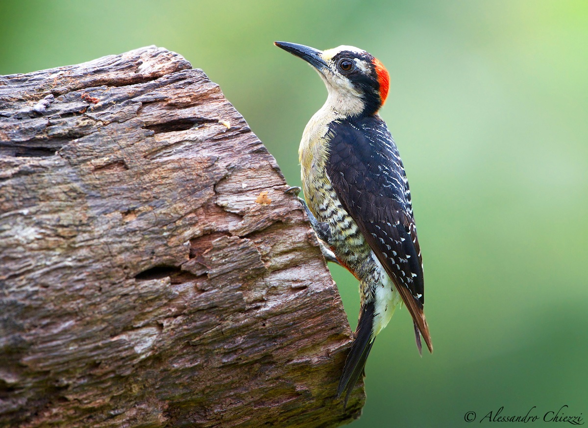 Woodpecker black cheeks