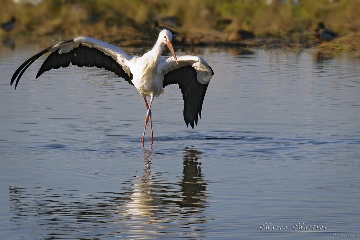 The dance of the stork