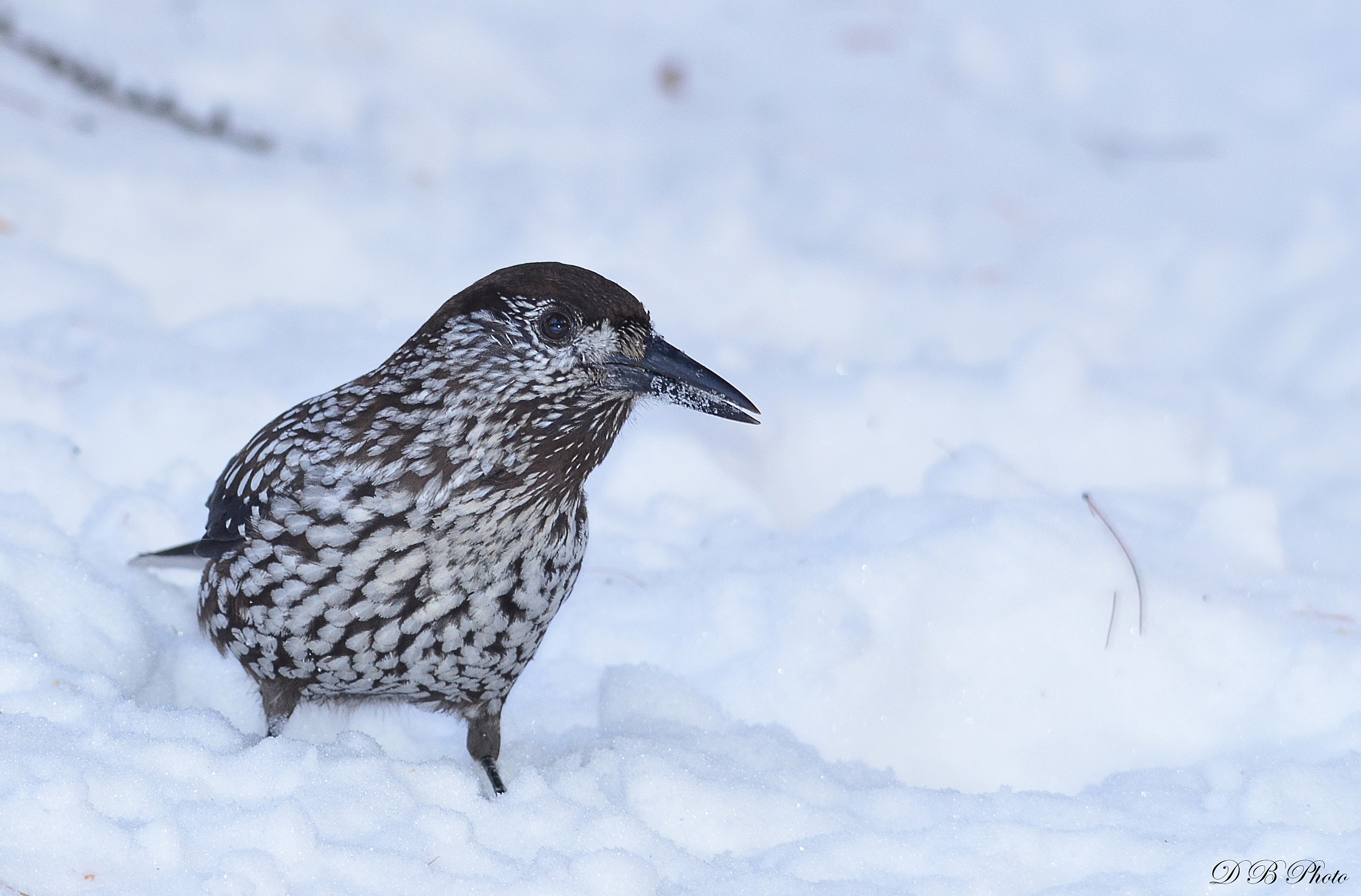 Nocciolaia (Nucifraga caryocatactes)