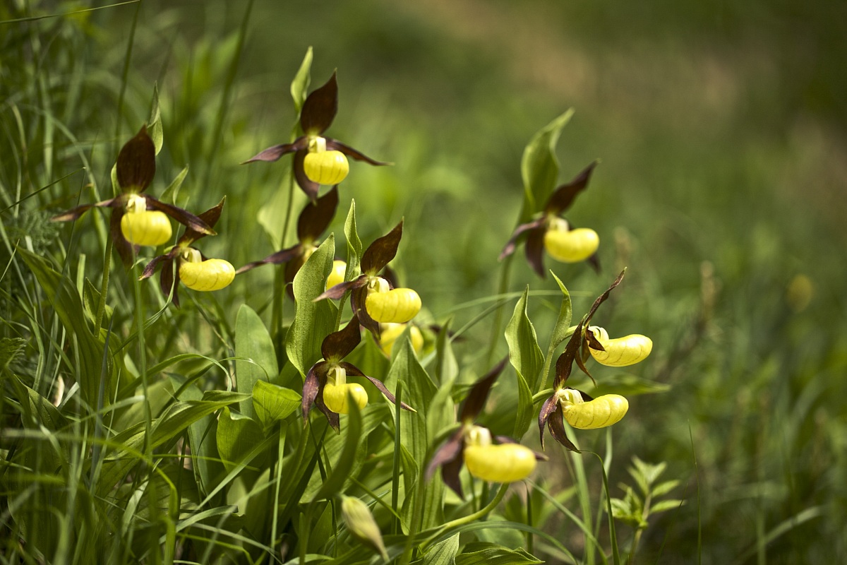 Cypripedium calceolus