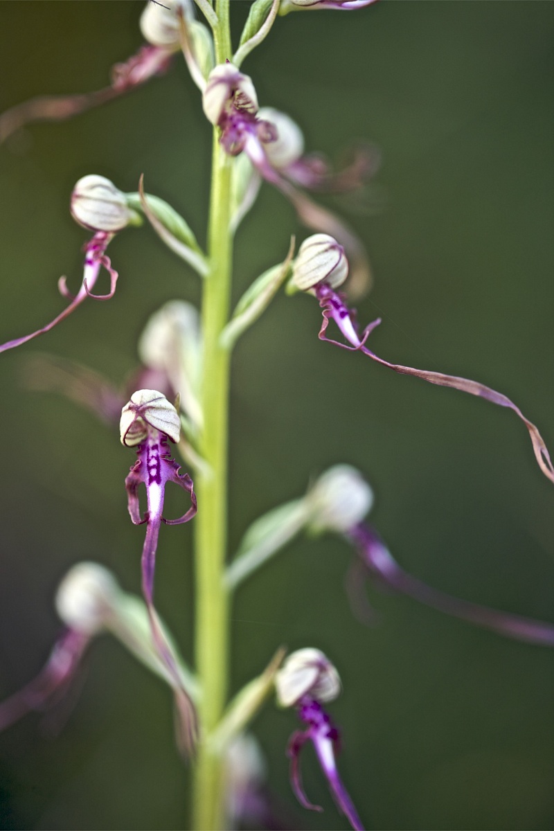 Himantoglossum adriaticum