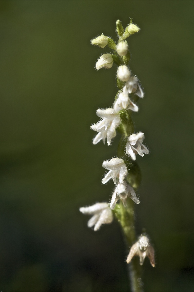 Goodyera repens