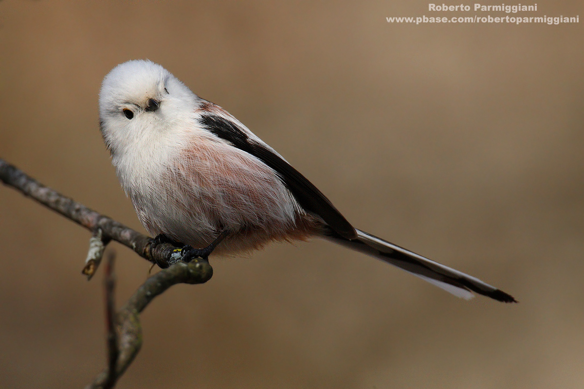 Codibugnolo dalla testa bianca