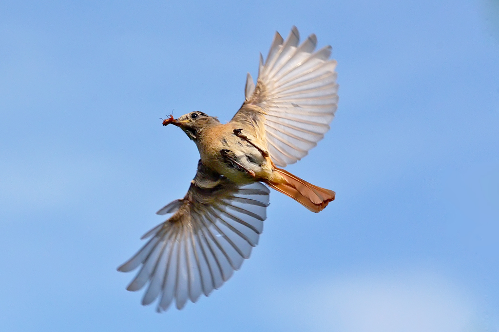 Codirosso comune - femmina con preda