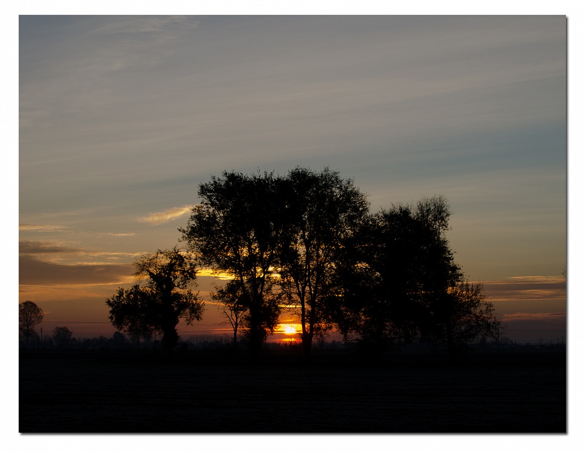 Tenue baliore fra le piante