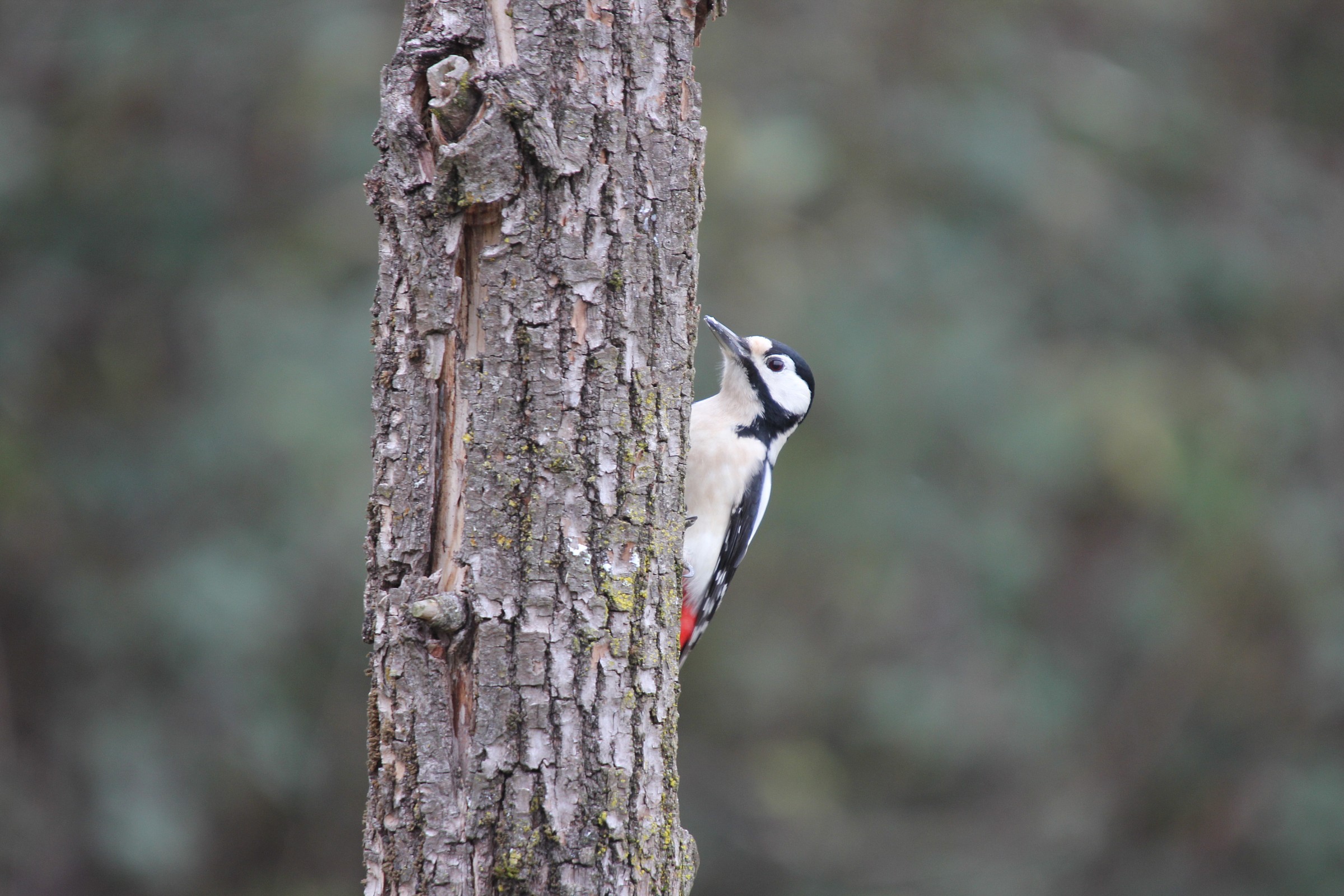 woodpecker
