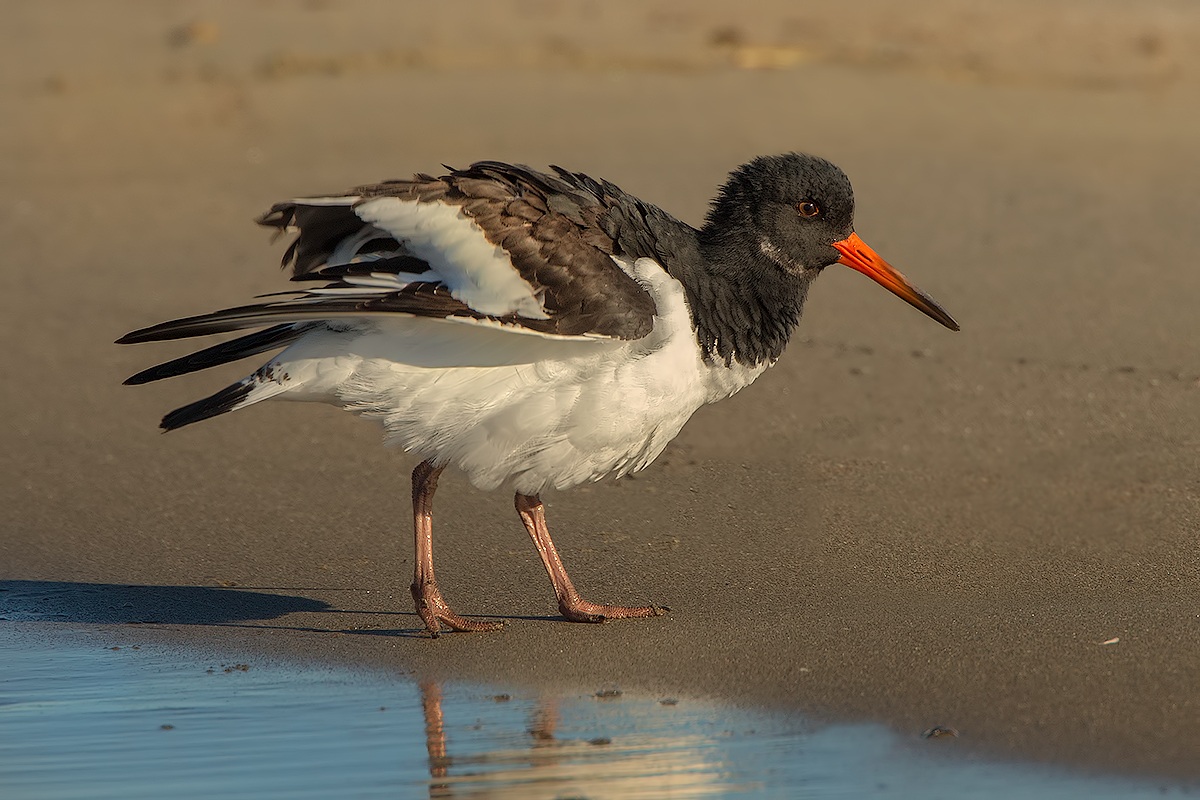 Beccaccia scaruffata....